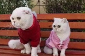 娱乐吃瓜君说刘二豆没了