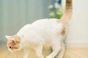 娱乐吃瓜君猫带体检,揭秘明星宠物健康生活